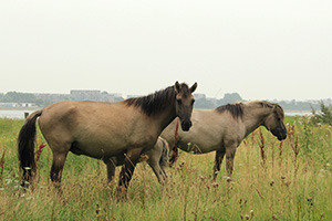 wildernisvleespakketten-van-paard